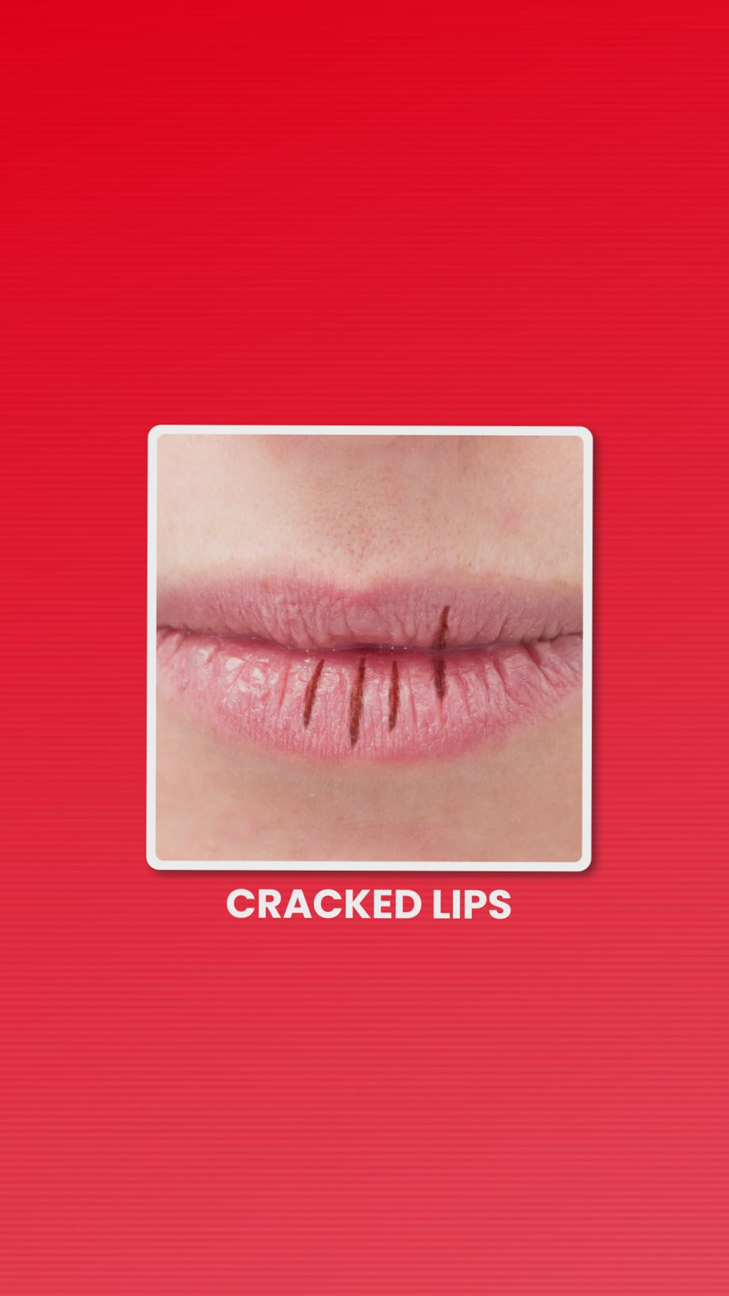 Lipbalm sheabutter (8g)